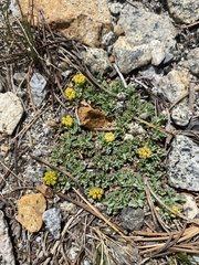 Podistera nevadensis