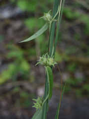 Ipomoea eriocarpa