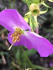 Rhexia aristosa