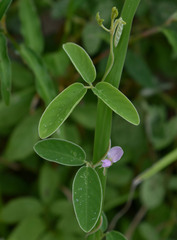 Galactia tenuiflora