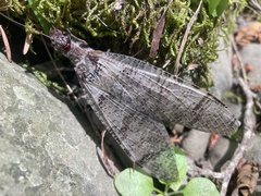 Dysmicohermes disjunctus