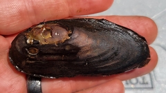 Elliptio fisheriana
