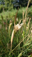 Phalaris paradoxa