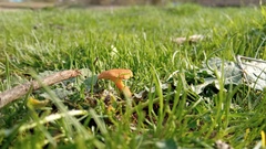 Fungi