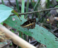 Posttaygetis penelea