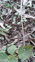 Bothroponera sulcata