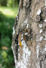 Systropus chinensis