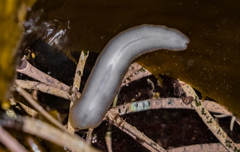 Leptosynapta