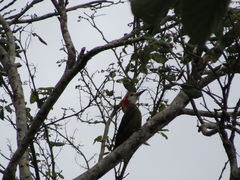 Melanerpes radiolatus