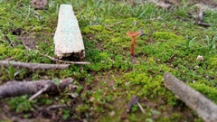 Melanomphalia omphaliopsis