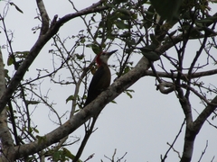 Melanerpes radiolatus