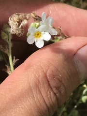 Plagiobothrys figuratus