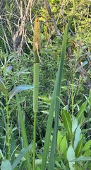 Typha latifolia