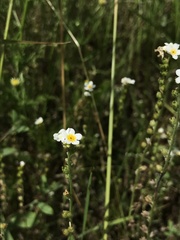 Plagiobothrys figuratus