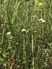 Plagiobothrys figuratus
