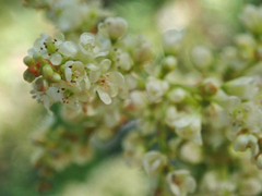 Koenigia phytolaccifolia