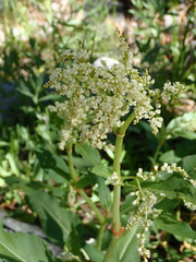 Koenigia phytolaccifolia