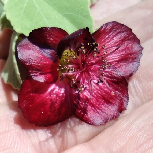 Abutilon menziesii