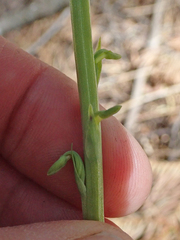 Platanthera unalascensis