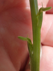 Platanthera unalascensis