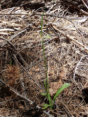 Platanthera unalascensis