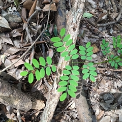 Adenanthera microsperma