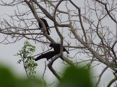 Corvus jamaicensis