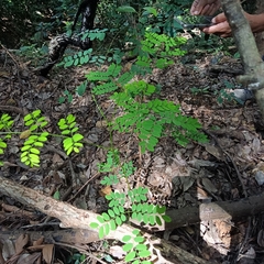 Adenanthera microsperma