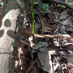 Adenanthera microsperma