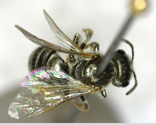 iNaturalist observation photo of Tripartite Sweat Bee
