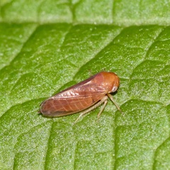 Oncopsis sobria