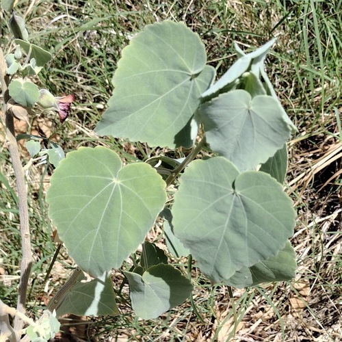 Abutilon menziesii