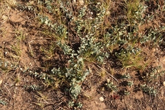 Cissampelos capensis