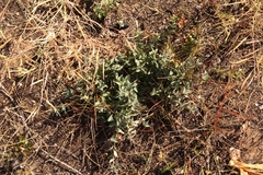 Cissampelos capensis