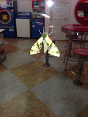 Callambulyx tatarinovii