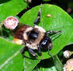 Bombus ternarius