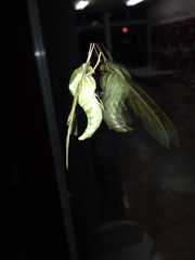 Callambulyx tatarinovii