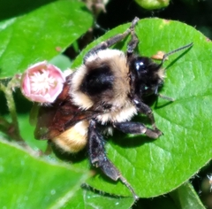 Bombus ternarius