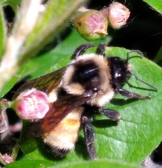 Bombus ternarius