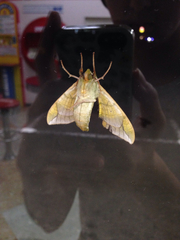 Callambulyx tatarinovii