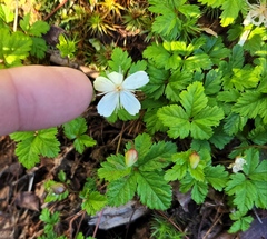 Rubus pedatus