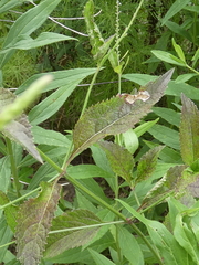 Verbena scabra