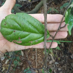 Celastrus monospermus