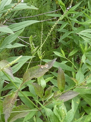 Verbena scabra