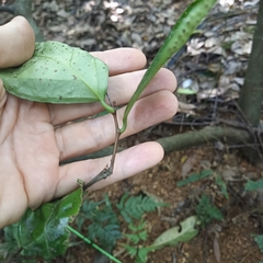 Celastrus monospermus