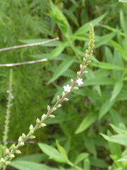 Verbena scabra