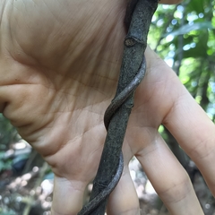 Celastrus monospermus