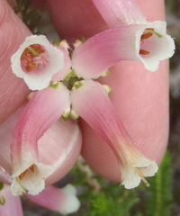 Erica versicolor