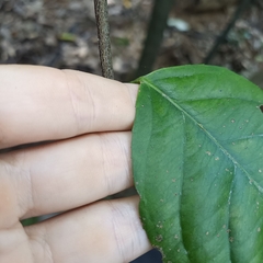 Celastrus monospermus