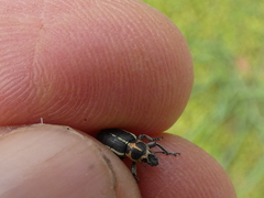 Eudiagogus maryae